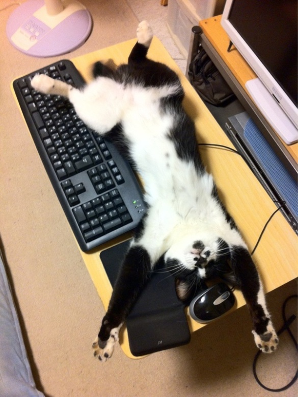 cat_sleeping_on_your_computer